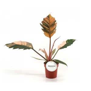 Philodendron 'Caramel Marble'